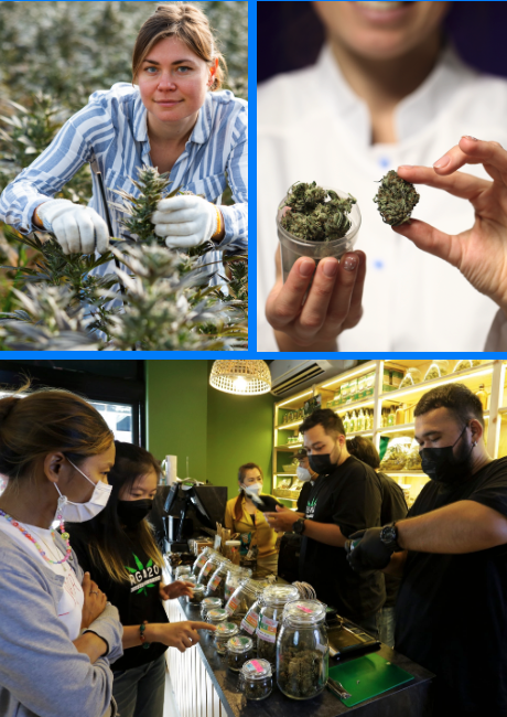The Responsible Cannabis Agent The Responsible Cannabis Agent